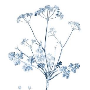 輸入壁紙 カスタム壁紙 PHOTOWALL / Antique Botanical in Blue III (e324754)
