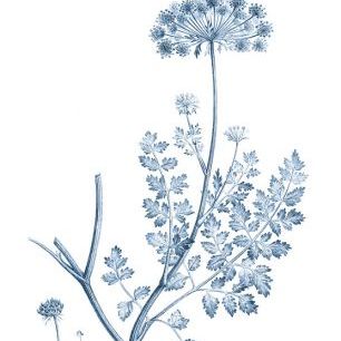 輸入壁紙 カスタム壁紙 PHOTOWALL / Antique Botanical in Blue IIII (e324755)