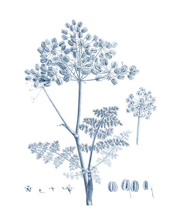 輸入壁紙 カスタム壁紙 PHOTOWALL / Antique Botanical in Blue V (e324756)