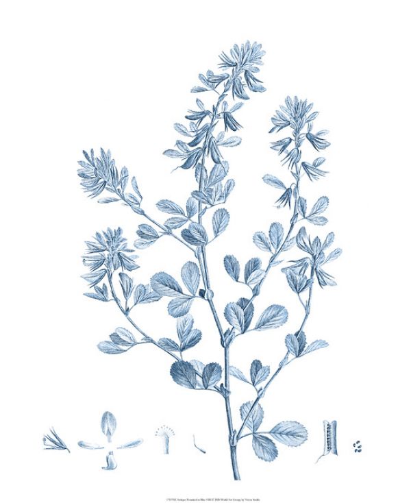 輸入壁紙 カスタム壁紙 PHOTOWALL / Antique Botanical in Blue VI (e324757)