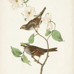 輸入壁紙 カスタム壁紙 PHOTOWALL / White-Throated Sparrow (e324781)