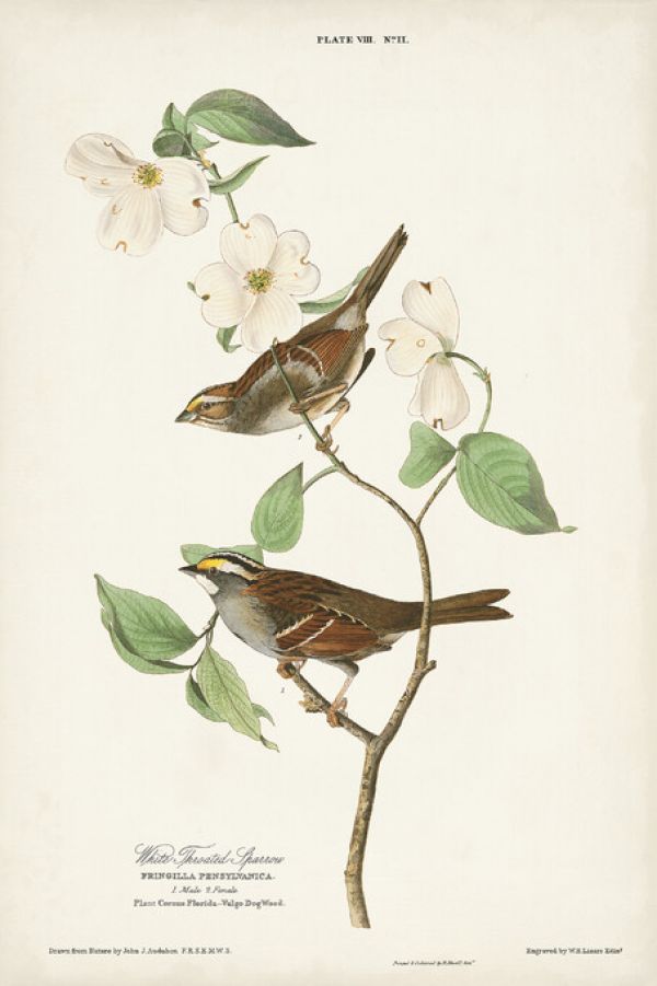 輸入壁紙 カスタム壁紙 PHOTOWALL / White-Throated Sparrow (e324781)