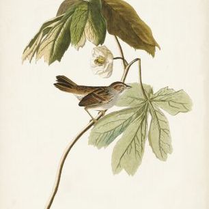 輸入壁紙 カスタム壁紙 PHOTOWALL / Swamp Sparrow (e324789)