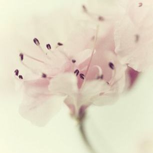 輸入壁紙 カスタム壁紙 PHOTOWALL / Flowers Aglow (e324802)