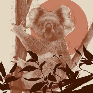 輸入壁紙 カスタム壁紙 PHOTOWALL / Pop Art Koala (e324946)