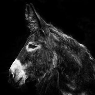 輸入壁紙 カスタム壁紙 PHOTOWALL / Donkey Portrait (e324957)