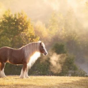 輸入壁紙 カスタム壁紙 PHOTOWALL / Golden Lit Horse (e324959)