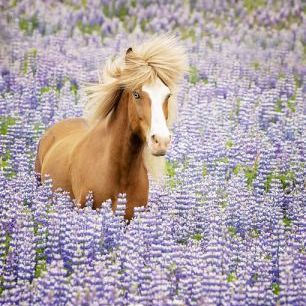 輸入壁紙 カスタム壁紙 PHOTOWALL / Horse in Lavender (e324961)