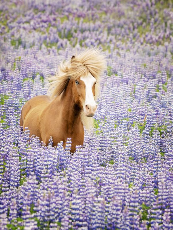 輸入壁紙 カスタム壁紙 PHOTOWALL / Horse in Lavender (e324961)