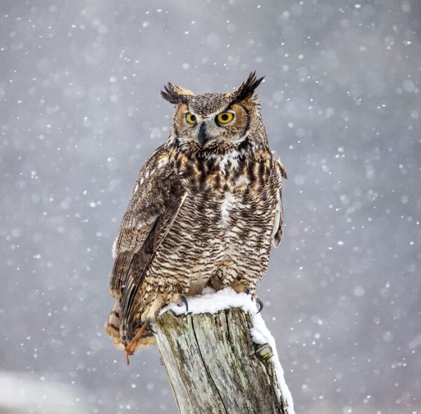 輸入壁紙 カスタム壁紙 PHOTOWALL / Great Horned Owl (e324997)