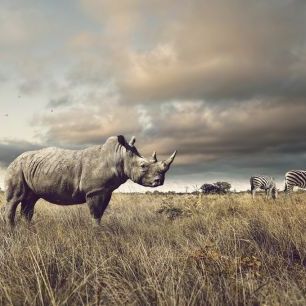 輸入壁紙 カスタム壁紙 PHOTOWALL / Rhino and Zebra in Grasslands (e325001)