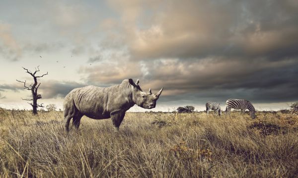 輸入壁紙 カスタム壁紙 PHOTOWALL / Rhino and Zebra in Grasslands (e325001)