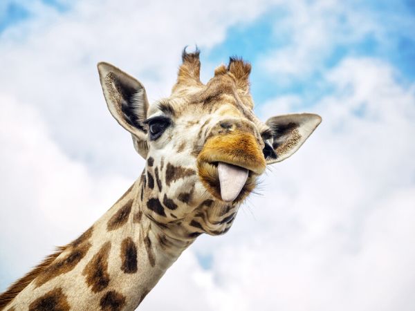 輸入壁紙 カスタム壁紙 PHOTOWALL / Funny Giraffe (e325002)