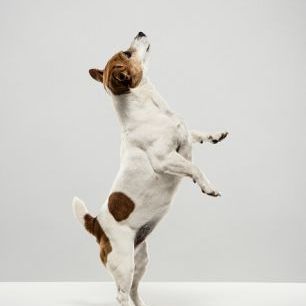 輸入壁紙 カスタム壁紙 PHOTOWALL / Standing Jack Russell Terrier (e325006)