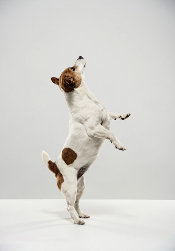 輸入壁紙 カスタム壁紙 PHOTOWALL / Standing Jack Russell Terrier (e325006)