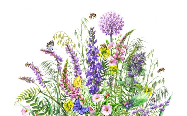 輸入壁紙 カスタム壁紙 PHOTOWALL / Wild Flowers and Insects (e325012)