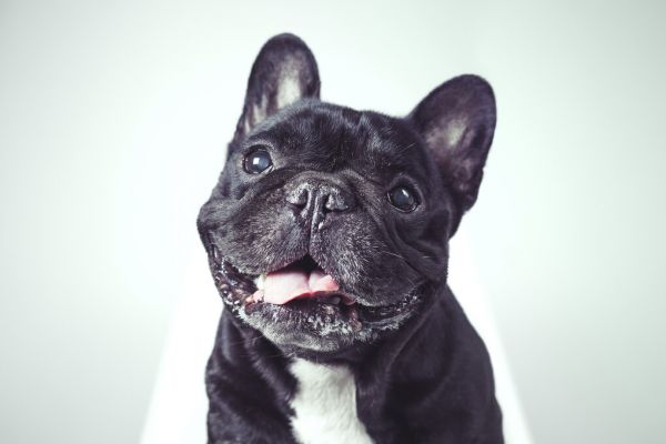 輸入壁紙 カスタム壁紙 PHOTOWALL / Happy Old French Bulldog (e325013)