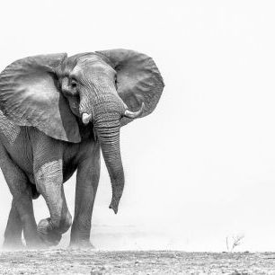 輸入壁紙 カスタム壁紙 PHOTOWALL / African Elephant (e325040)