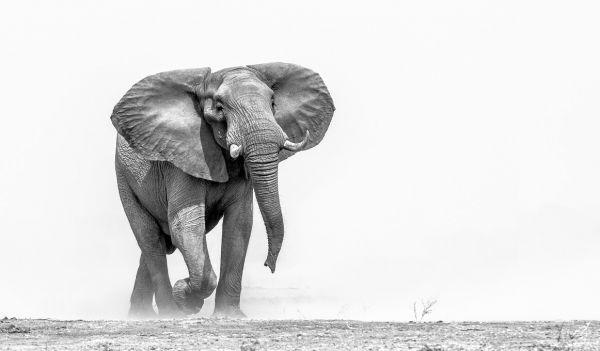 輸入壁紙 カスタム壁紙 PHOTOWALL / African Elephant (e325040)