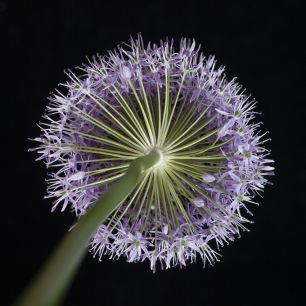 輸入壁紙 カスタム壁紙 PHOTOWALL / Allium Flower (e326297)