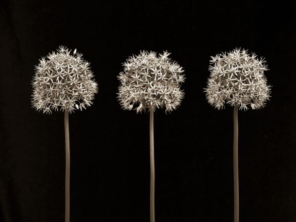 輸入壁紙 カスタム壁紙 PHOTOWALL / Three Allium Flowers (e326298)