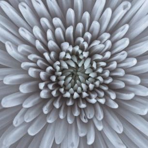 輸入壁紙 カスタム壁紙 PHOTOWALL / Chrysanthemums (e326299)