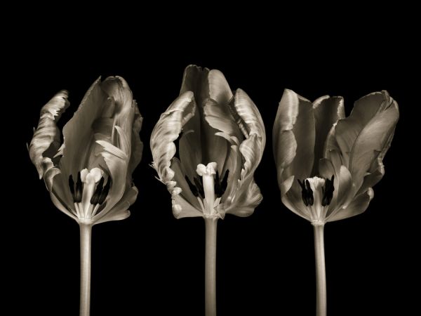 輸入壁紙 カスタム壁紙 PHOTOWALL / Three Tulips (e326306)