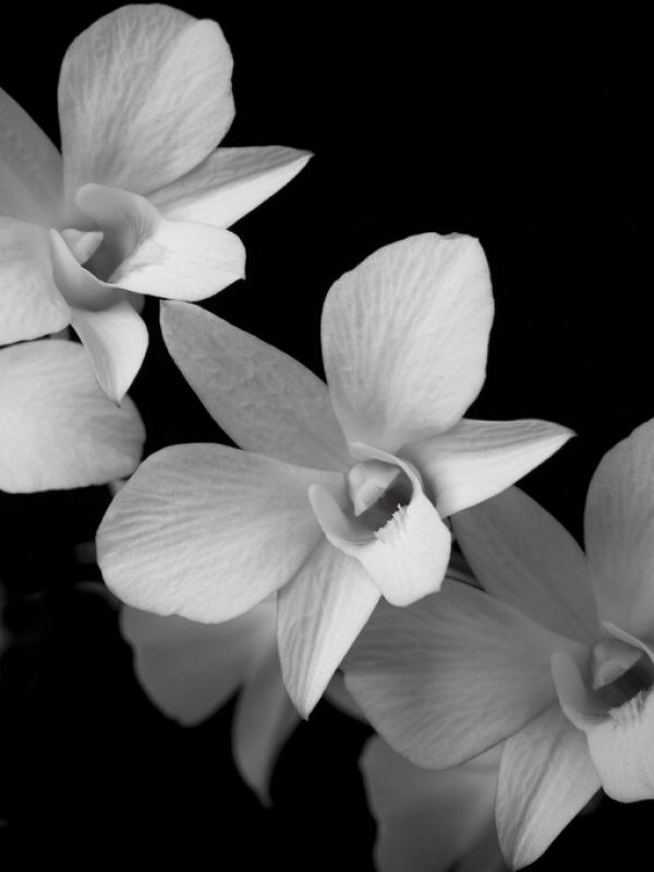 輸入壁紙 カスタム壁紙 PHOTOWALL / Orchid (e326313)