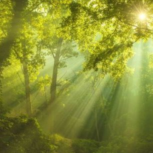 輸入壁紙 カスタム壁紙 PHOTOWALL / Green Forest Sunlight (e327812)