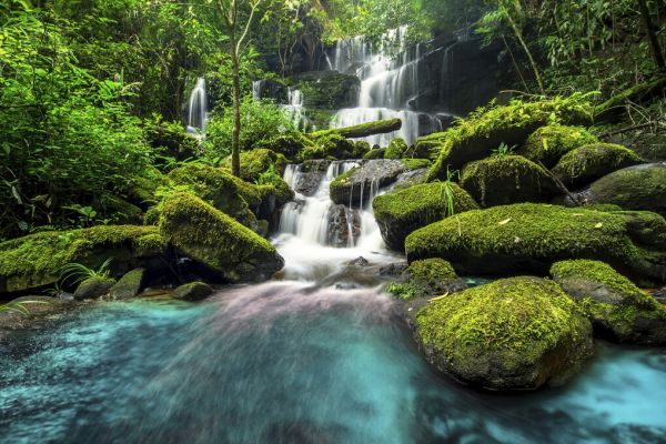 輸入壁紙 カスタム壁紙 PHOTOWALL / Waterfall in Green Forest (e327815)