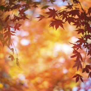 輸入壁紙 カスタム壁紙 PHOTOWALL / Autumn Maple Leaf (e325042)