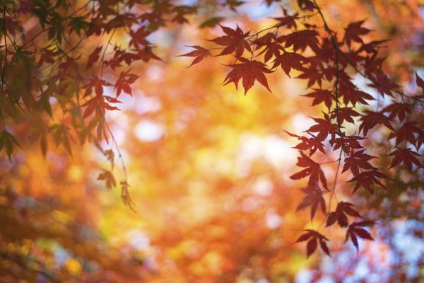 輸入壁紙 カスタム壁紙 PHOTOWALL / Autumn Maple Leaf (e325042)