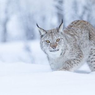 輸入壁紙 カスタム壁紙 PHOTOWALL / Eurasian Lynx (e325044)