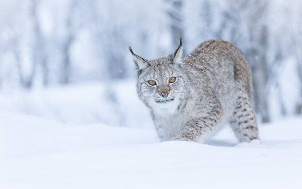 輸入壁紙 カスタム壁紙 PHOTOWALL / Eurasian Lynx (e325044)