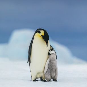 輸入壁紙 カスタム壁紙 PHOTOWALL / Emperor Penguin Family (e325061)