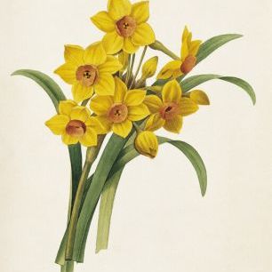 輸入壁紙 カスタム壁紙 PHOTOWALL / Daffodils with Flowers (e325156)