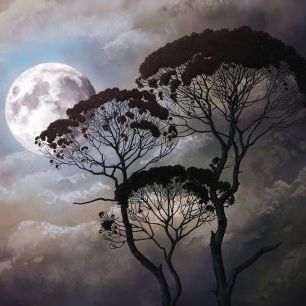 輸入壁紙 カスタム壁紙 PHOTOWALL / Tree Silhouette in Full Moon Night (e328022)