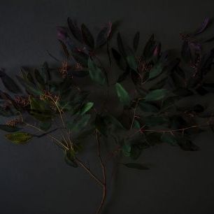 輸入壁紙 カスタム壁紙 PHOTOWALL / Eucalyptus and Berries (e327735)