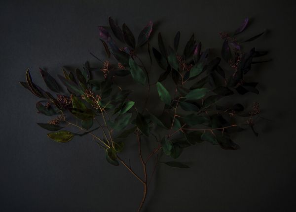 輸入壁紙 カスタム壁紙 PHOTOWALL / Eucalyptus and Berries (e327735)