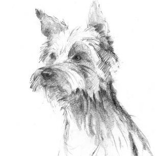 輸入壁紙 カスタム壁紙 PHOTOWALL / Yorkshire Terrier Sketch (e325416)