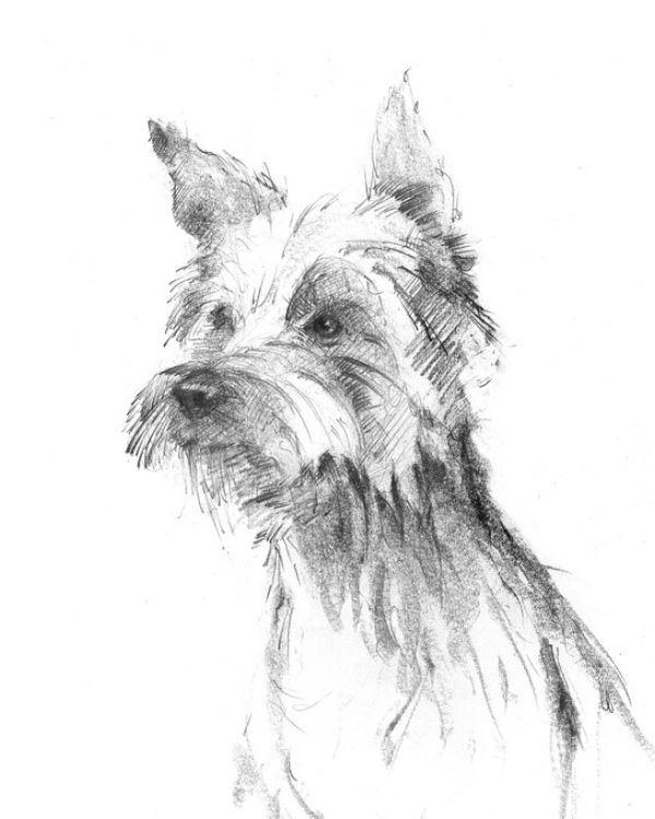 輸入壁紙 カスタム壁紙 PHOTOWALL / Yorkshire Terrier Sketch (e325416)