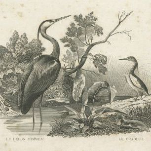 輸入壁紙 カスタム壁紙 PHOTOWALL / French Birds (e325798)