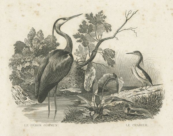 輸入壁紙 カスタム壁紙 PHOTOWALL / French Birds (e325798)