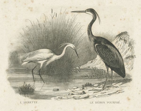 輸入壁紙 カスタム壁紙 PHOTOWALL / French Birds II (e325799)