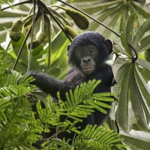 輸入壁紙 カスタム壁紙 PHOTOWALL / Baby Bonobo (e327015)