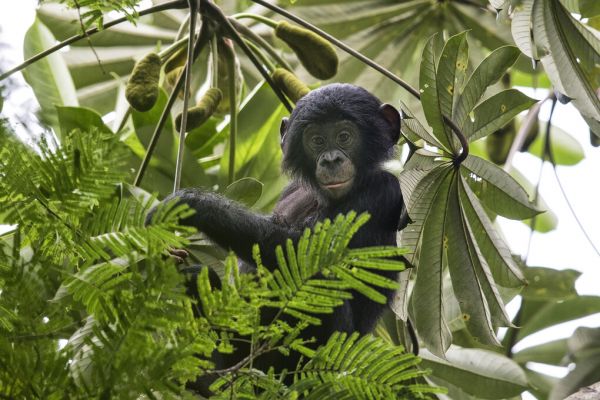 輸入壁紙 カスタム壁紙 PHOTOWALL / Baby Bonobo (e327015)