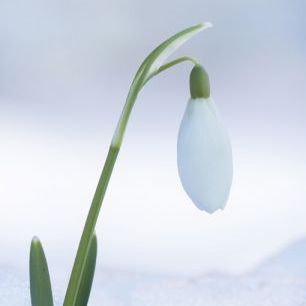 輸入壁紙 カスタム壁紙 PHOTOWALL / Snowdrop Flower (e327016)