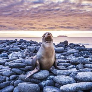 輸入壁紙 カスタム壁紙 PHOTOWALL / Sea Lion on Rocks (e327020)