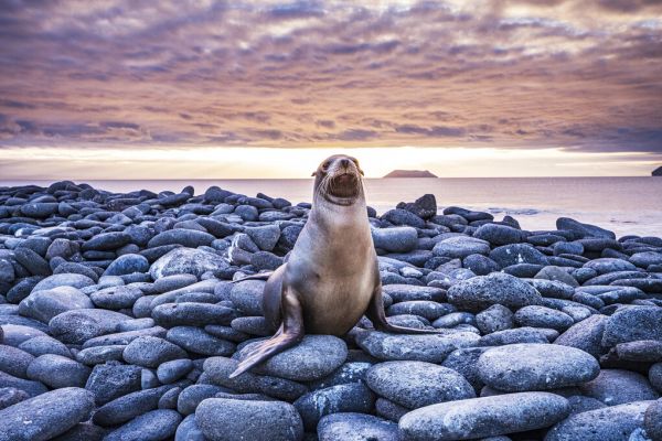 輸入壁紙 カスタム壁紙 PHOTOWALL / Sea Lion on Rocks (e327020)