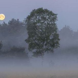 輸入壁紙 カスタム壁紙 PHOTOWALL / Misty Landscape Full Moon (e327023)